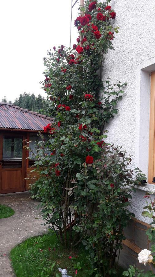 Guest House Stoletnika Yagodina Buitenkant foto